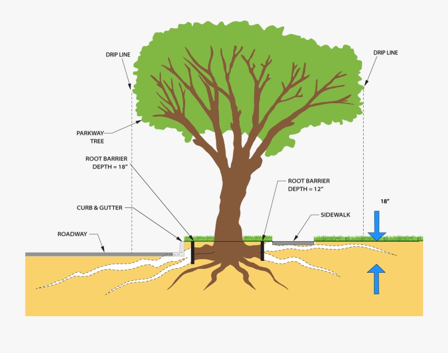 Transparent Roots Png - Tree Root Pruning, Transparent Clipart