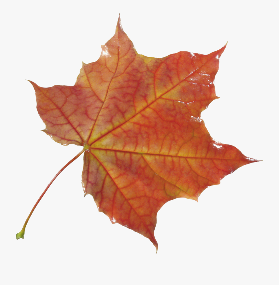 Fall Leaves Png, Transparent Clipart