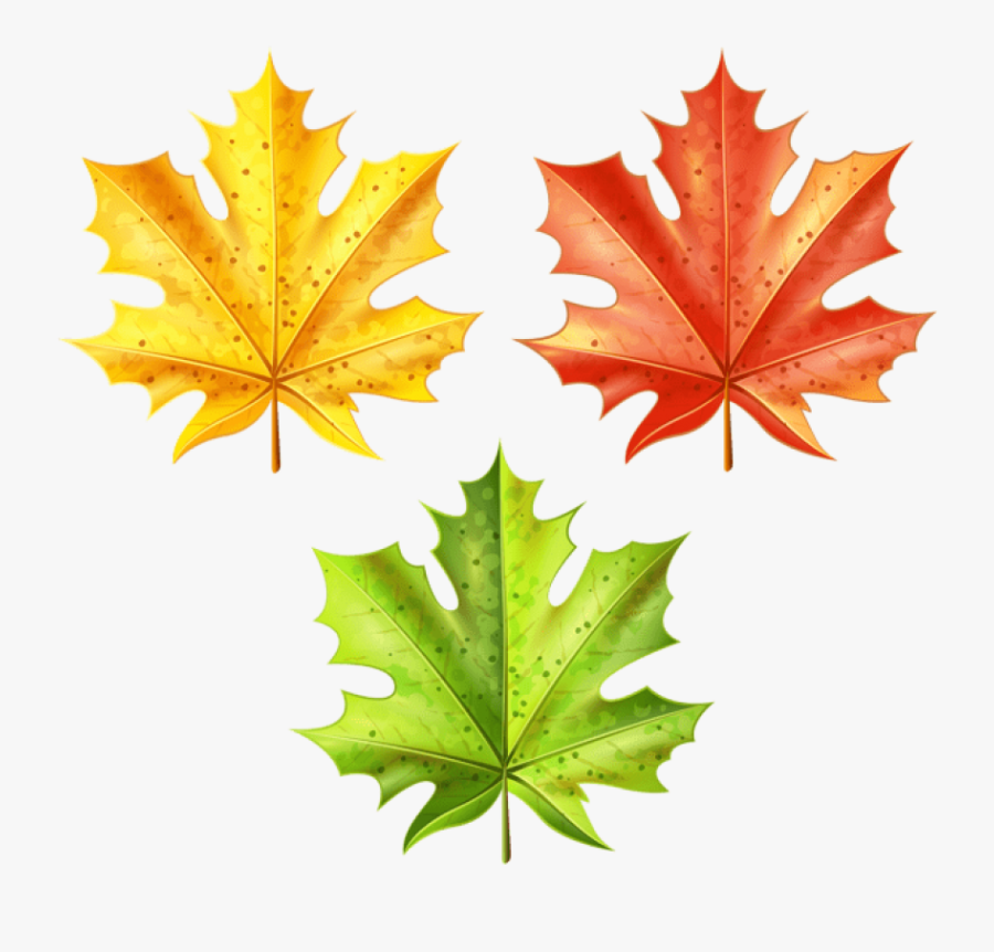 Download Set Of Autumn Leaves Clipart Png Photo - Maple Leaf, Transparent Clipart