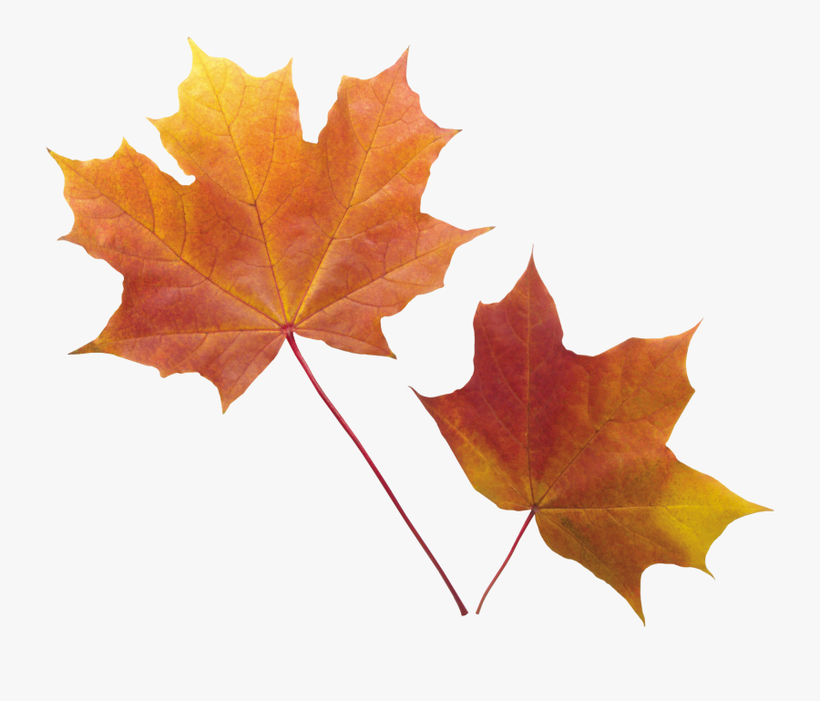 Autumn Leaves Clipart Orange Leaf - Free Clipart Transparent Background Fall Leaves, Transparent Clipart