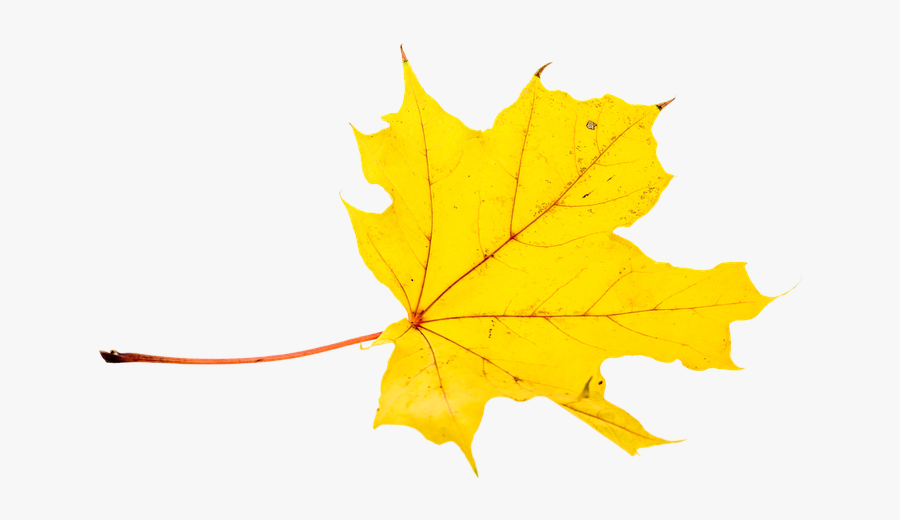 Leaf Cliparts Png Color - Feuille Jaune Automne Png, Transparent Clipart