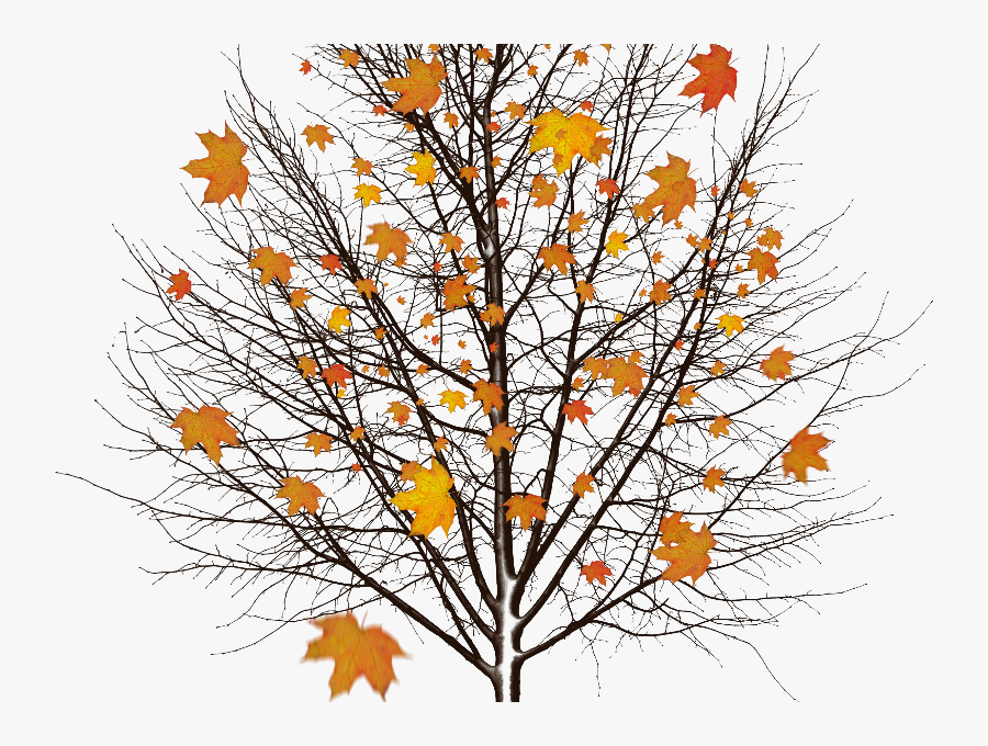 Autumn Tree With Leaves Isolated Object Png - Autumn Png Image Free, Transparent Clipart