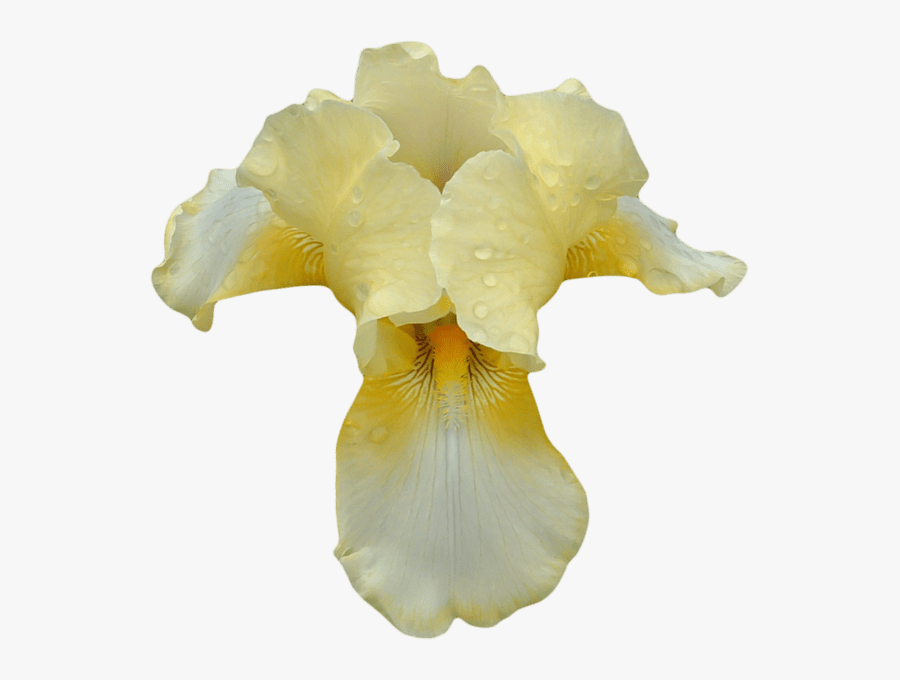 Purple Easter Flowers Clipart 48528 Transparent Clip - Beige Orchid Png, Transparent Clipart
