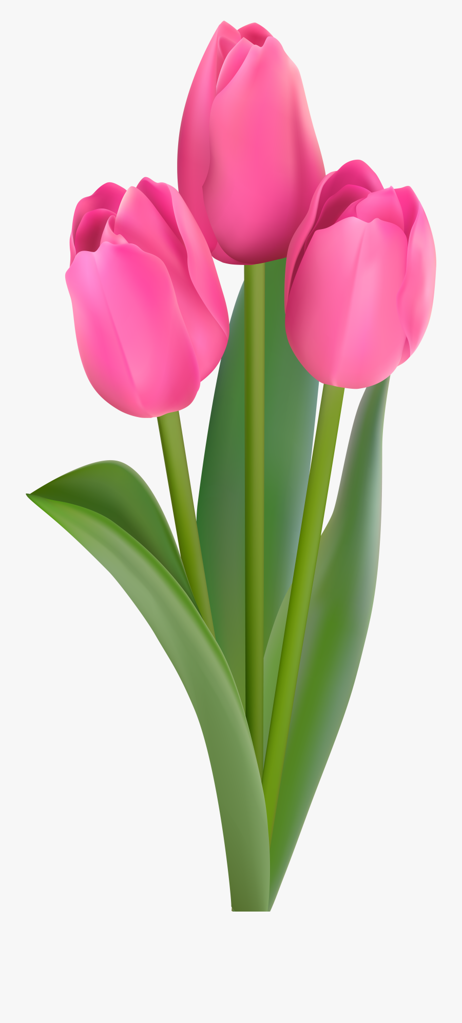 Pink Tulips Transparent Clip Art - Pink Tulips Flowers Clipart, Transparent Clipart