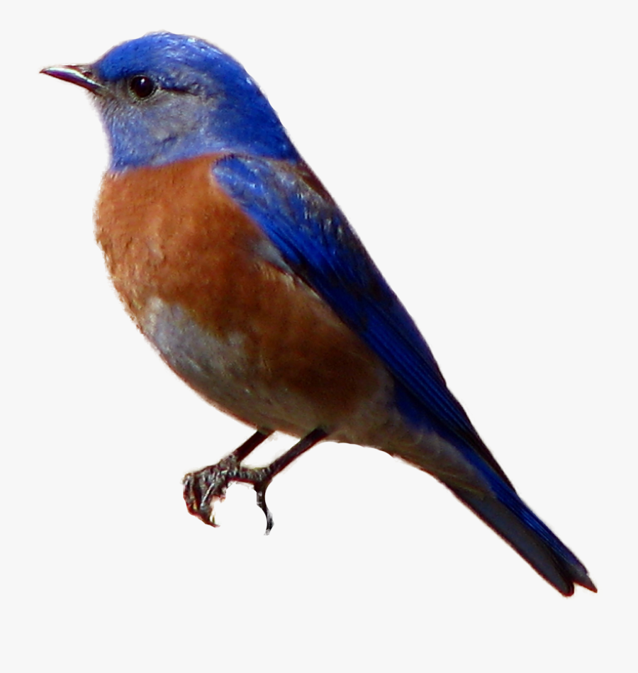 Selected Bird Image - Blue Bird Transparent Background, Transparent Clipart