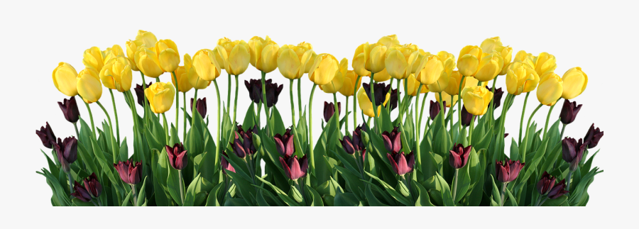 튤립 Png, Transparent Clipart