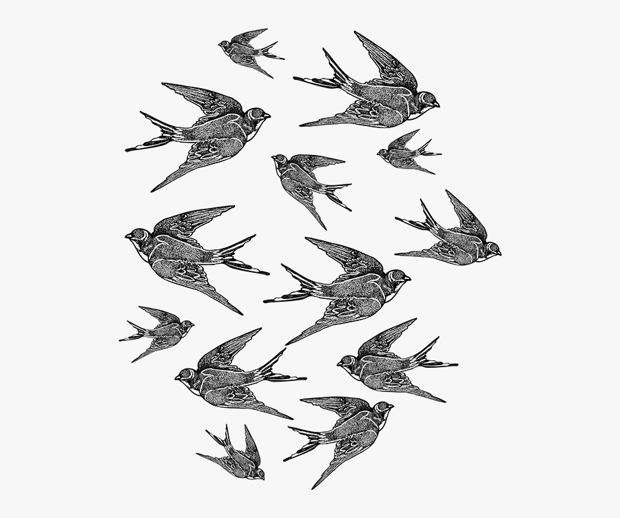 Transparent Bluebird Clipart - Flock, Transparent Clipart