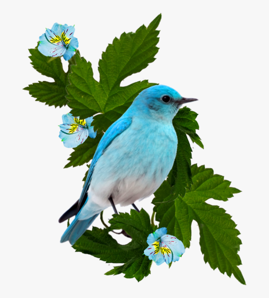 Transparent Bluebird Clipart - Ман Дуст Медорам Туро, Transparent Clipart