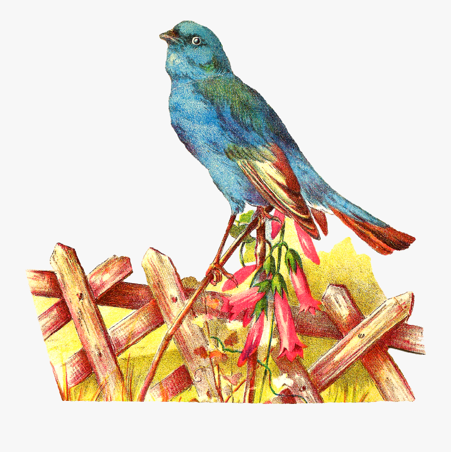 Pets Clipart Blue Bird - Mountain Bluebird, Transparent Clipart