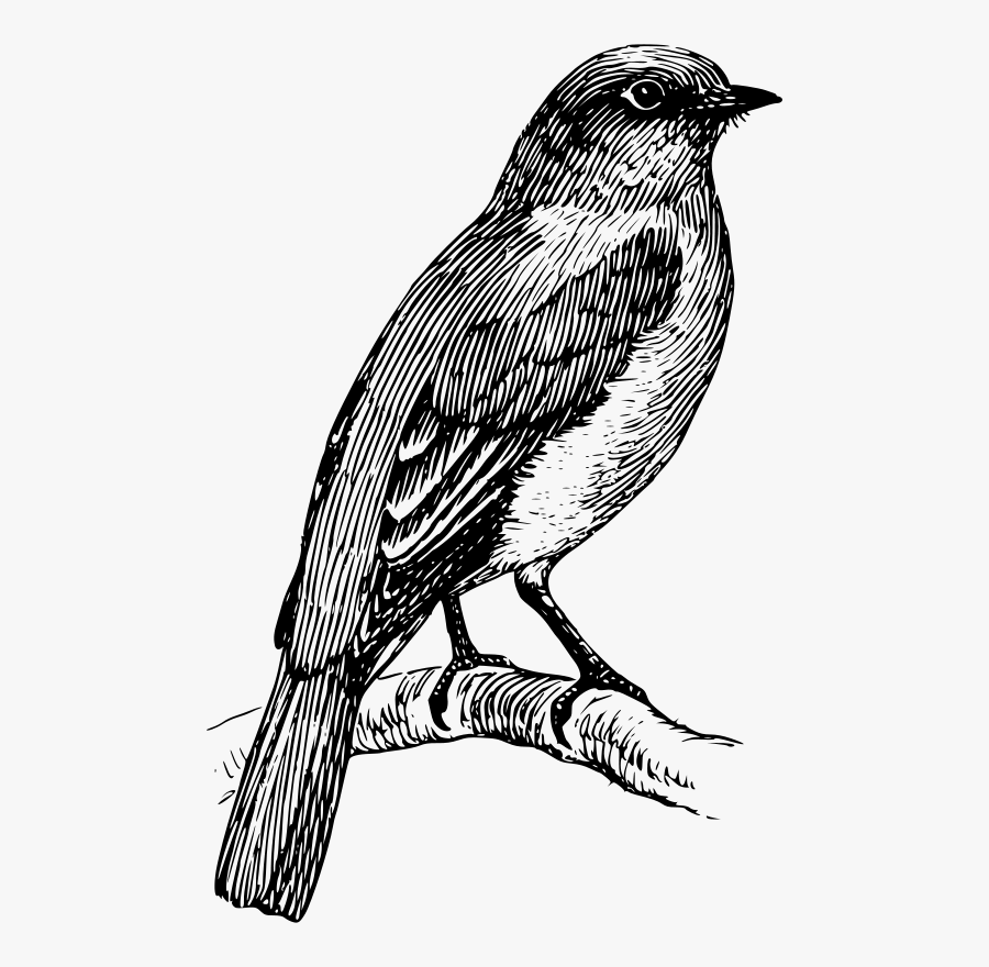 Bluebird - Black And White Bird Tattoo, Transparent Clipart