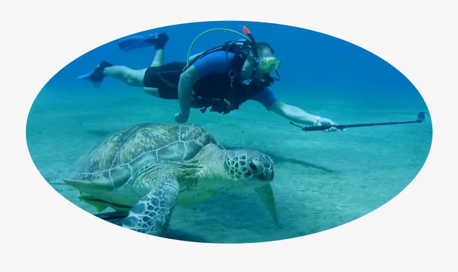 Hd Why We Do This - Underwater, Transparent Clipart