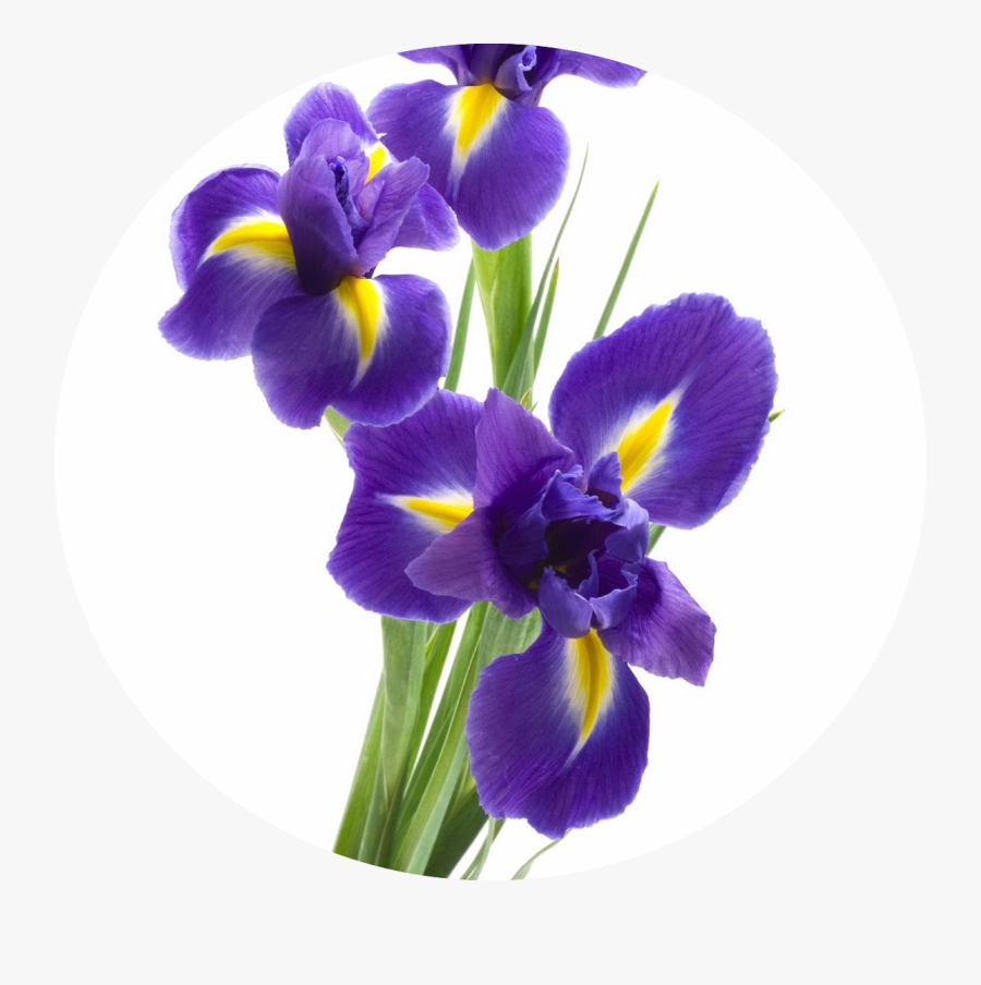 Iris Means A Message For You - Happy Mothers Day Iris, Transparent Clipart