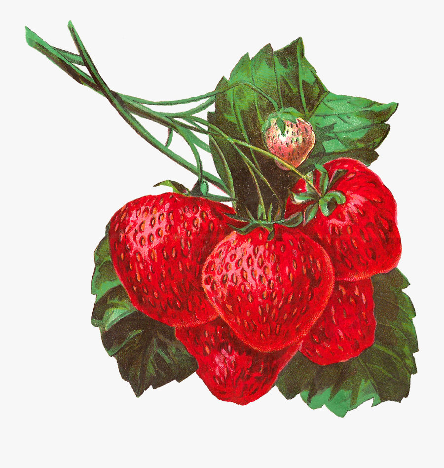 Vintage Strawberries, Transparent Clipart