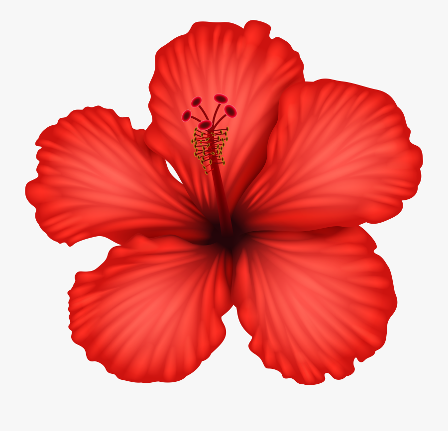 Clipart Transparent Background Hibiscus Flower , Free Transparent