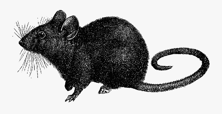 Rat Transparent Free For - Black Death Rat Transparent, Transparent Clipart