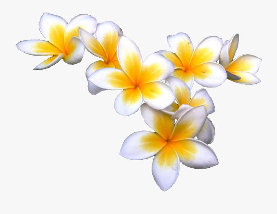 Tropical Flower Pics - Transparent Background Tropical Flower Clipart, Transparent Clipart