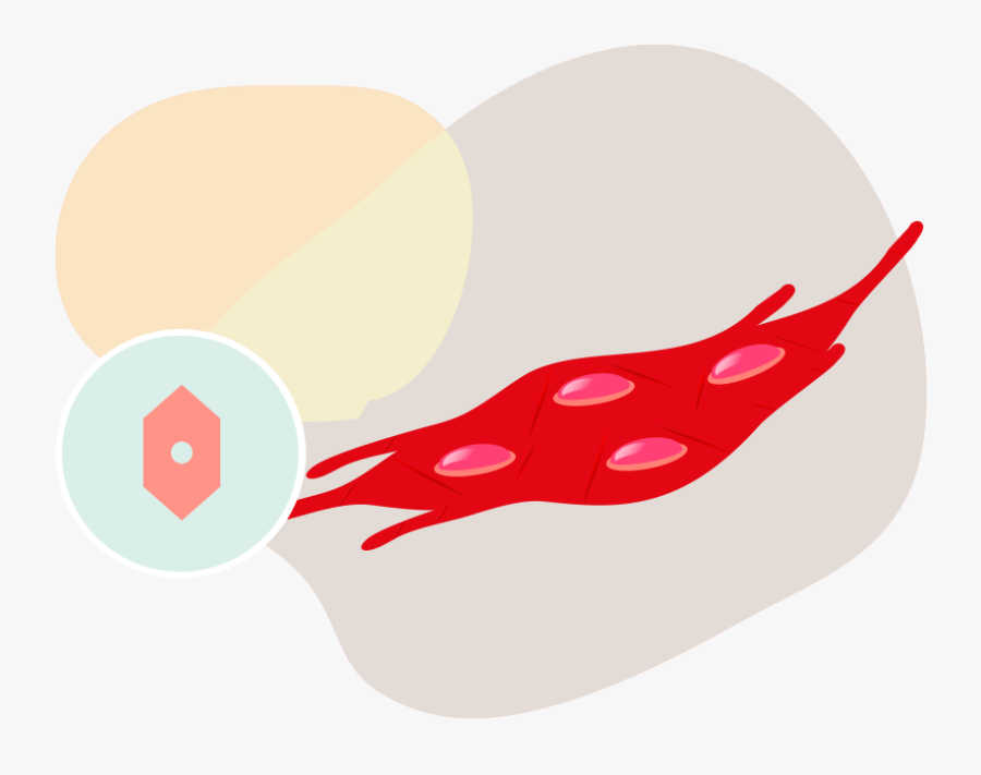 Why Store Umbilical Cord Tissue Cells - Poikkijuovainen Lihaskudos, Transparent Clipart