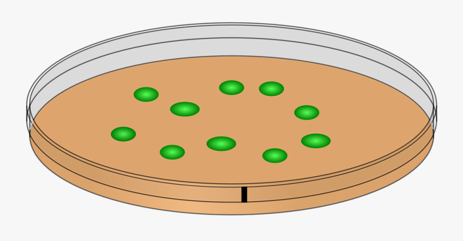 Petri Innoculation Bacteria Free - Petri Dish With Cells, Transparent Clipart