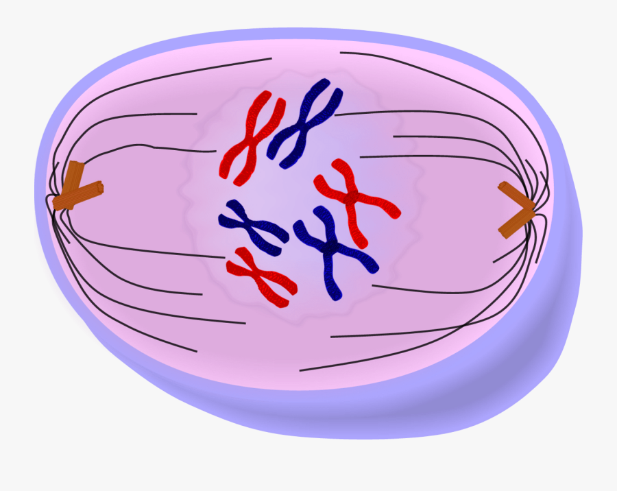 Mitosis Prophase Png, Transparent Clipart
