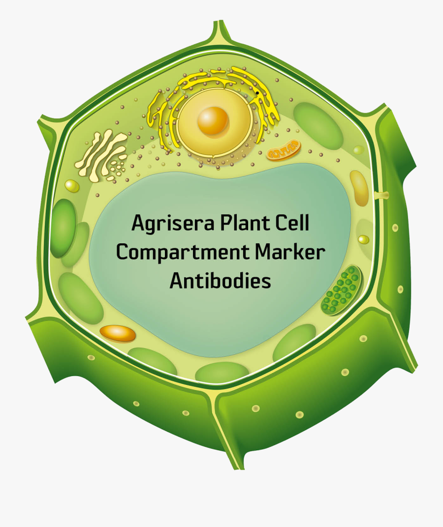 Plant Cell Png, Transparent Clipart