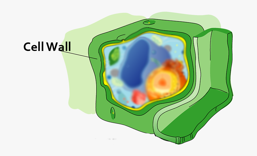 Cell Wall Clip Art