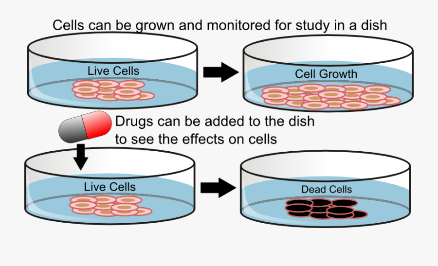 Transparent Petri Dish Png - Cancer Cell In Vitro, Transparent Clipart