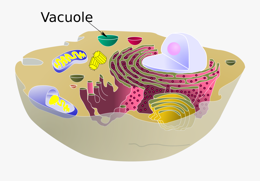 Animal Cell Vacuole, Transparent Clipart