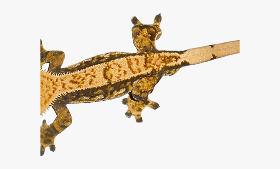 Gecko Clipart Transparent - Crested Gecko Png, Transparent Clipart