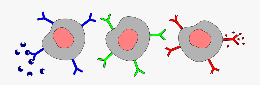 Different B Cells With Antigen Receptors And Antigen - B Cells, Transparent Clipart