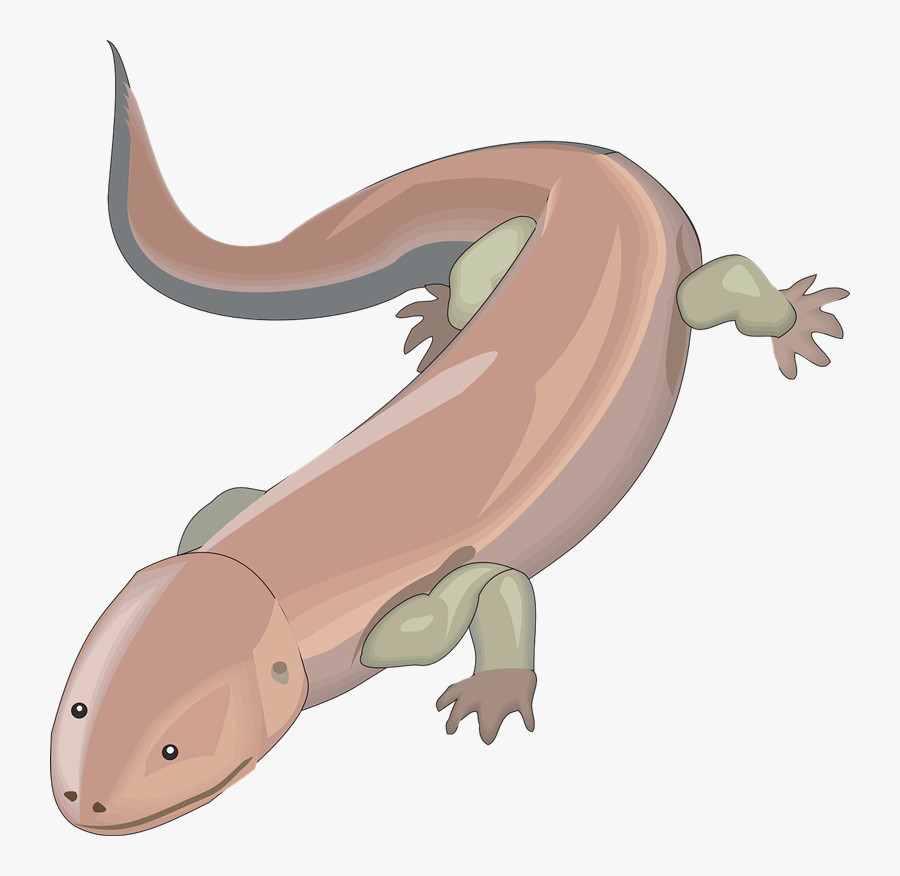 Monitor Lizard Clipart Drawn - Chinese Giant Salamander Drawing, Transparent Clipart