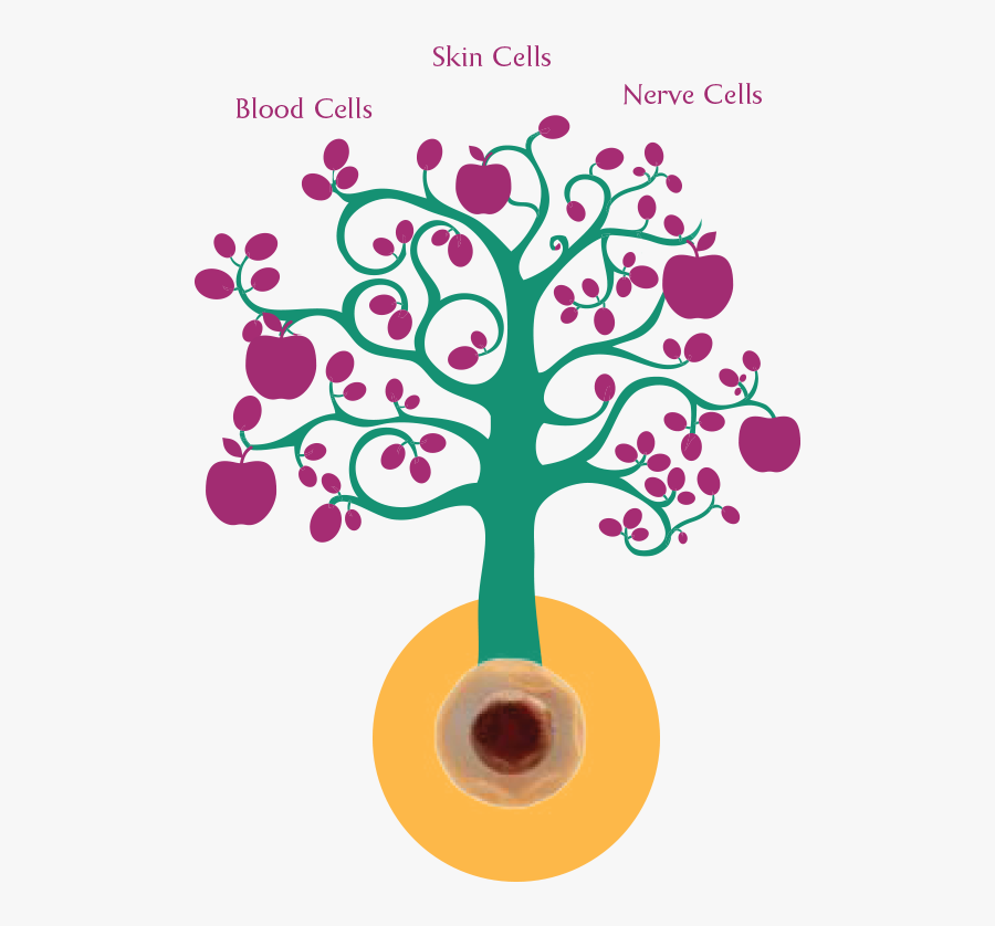 Graphic Freeuse Library Collection Of High - Stem Cell Cover Page, Transparent Clipart