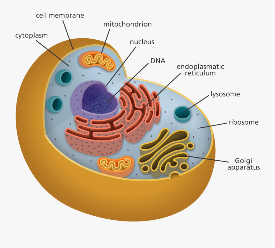 What Is A Cell Facts Yourgenome Org - Organelles Biology, Transparent Clipart