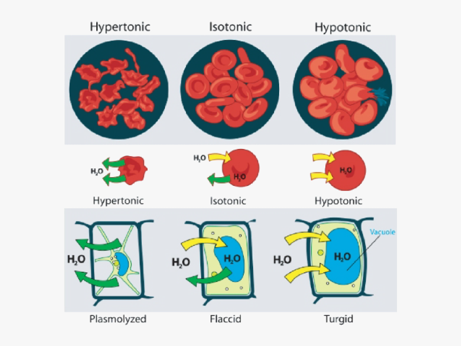 Clip Art Hypertonic Plant Cell - Red Blood Cell Environment, Transparent Clipart