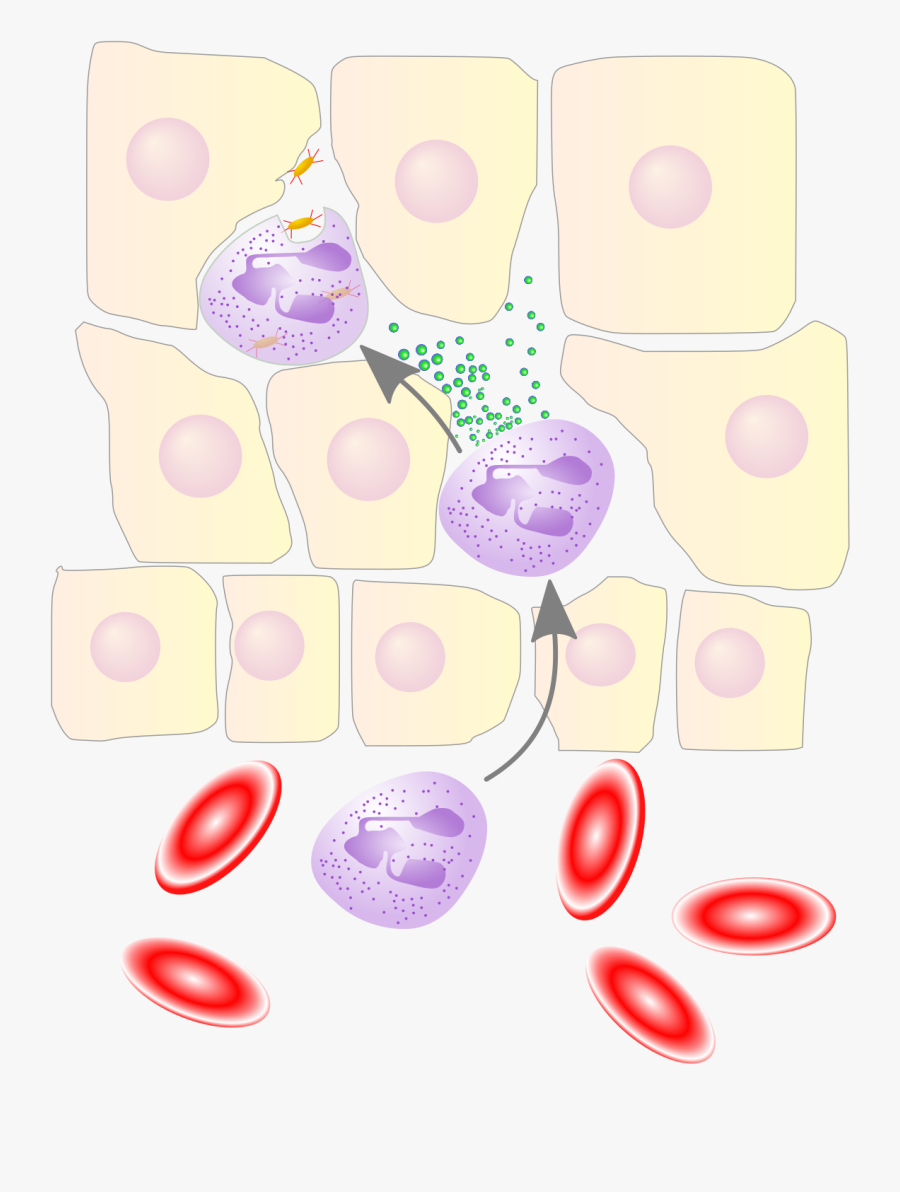 Graphic Library Stock Leukocyte Extravasation Wikipedia - Diapedesis, Transparent Clipart