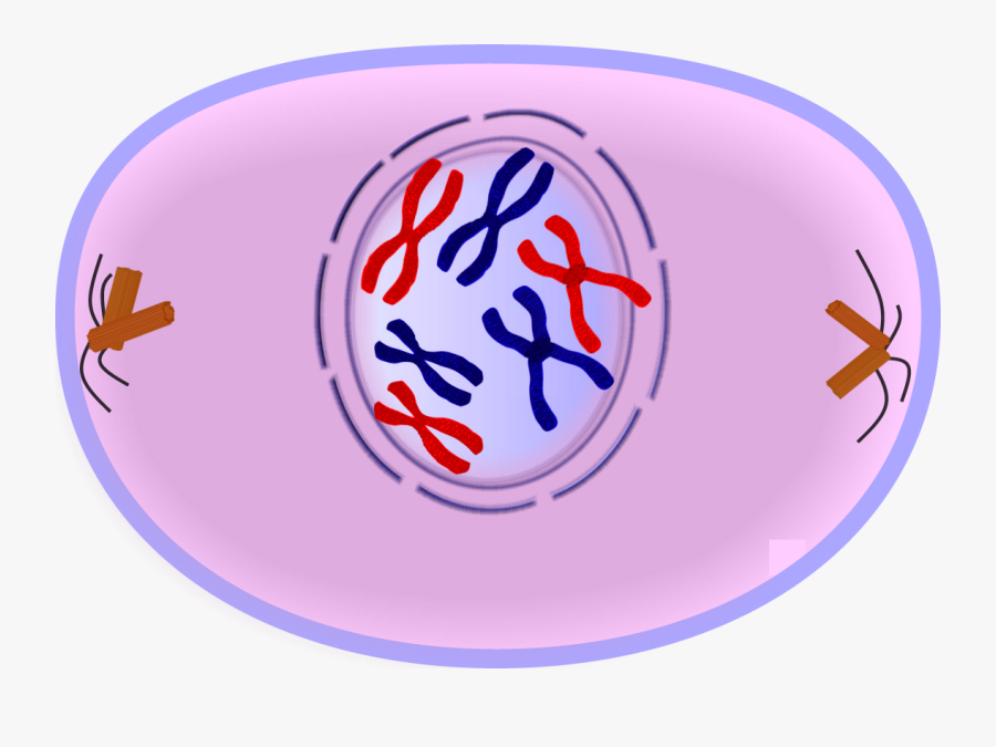 Cells Clipart Easy - Prophase Mitosis Png, Transparent Clipart