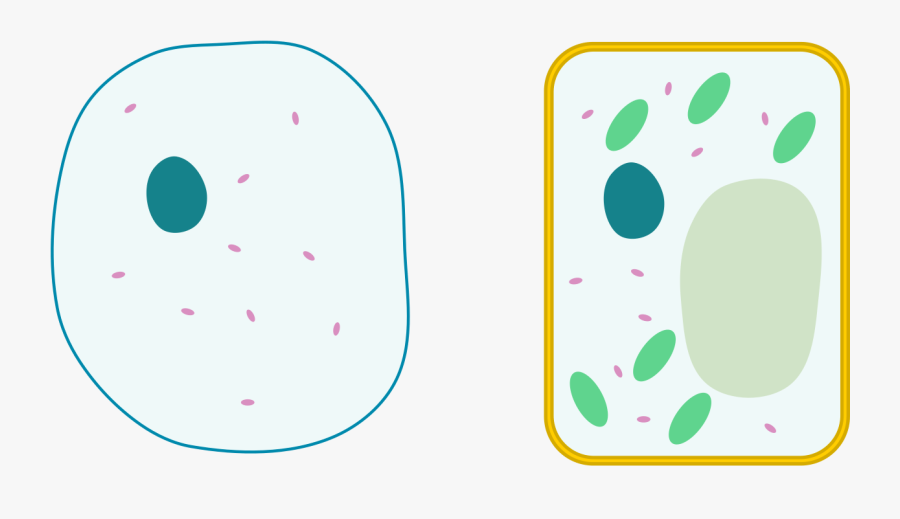 File Differences Between Simple Animal And Cells - Simple A Plant Cell, Transparent Clipart