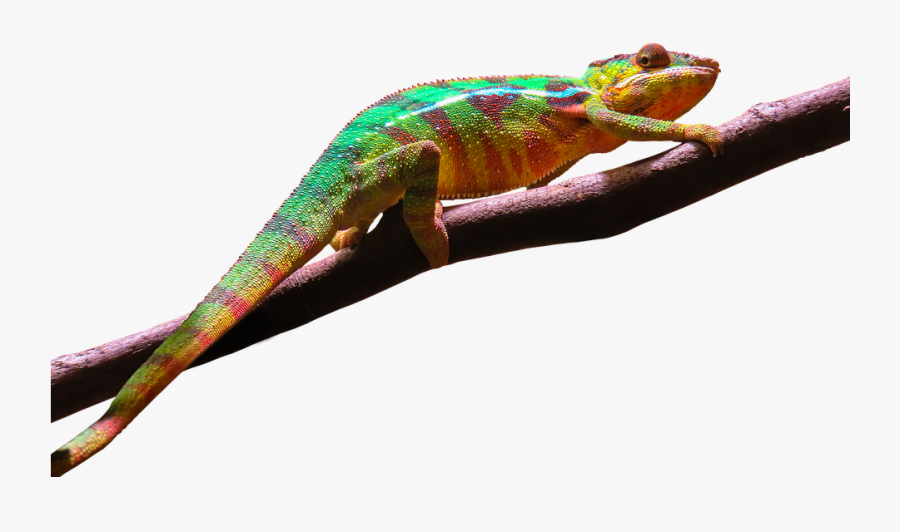 Leopard Gecko Clipart Transparent Background - Girgiti Png, Transparent Clipart