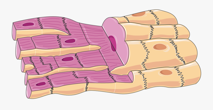 Cardiac Cells Servier Medical - Cardiac Muscle Cell, Transparent Clipart