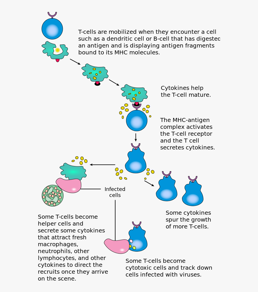 Transparent Antibody Clipart - T Cell Activation Summary, Transparent Clipart