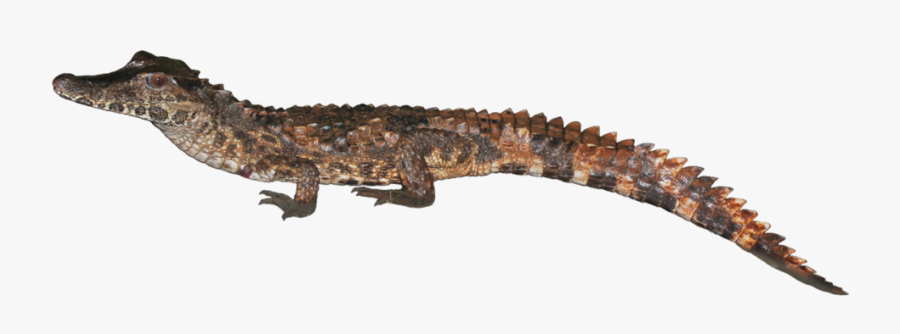 Clip Art Species The Ray Laboratory - Crocodile, Transparent Clipart