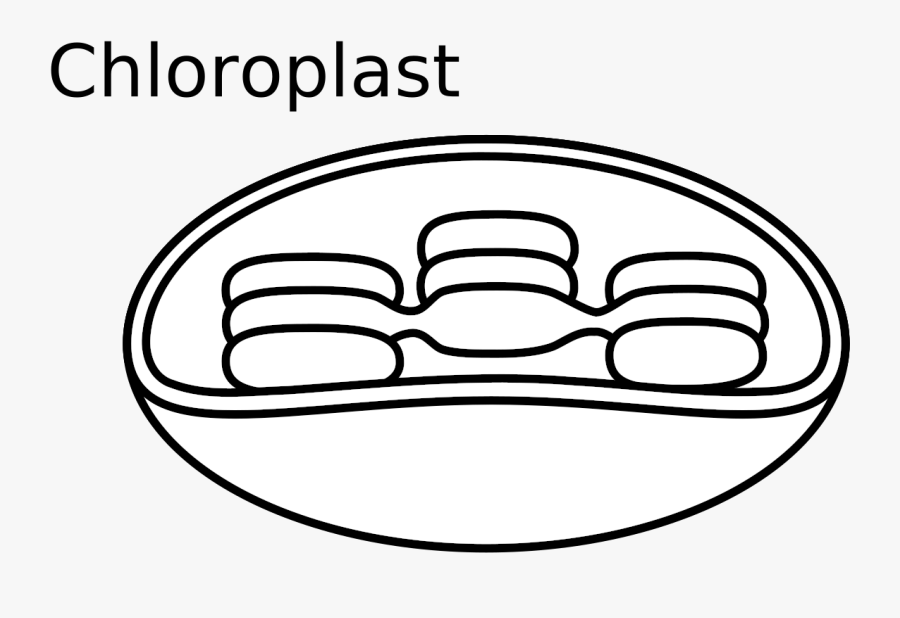 Download Animal Cell Diagram Unlabeled - Chloroplast Clipart, Transparent Clipart