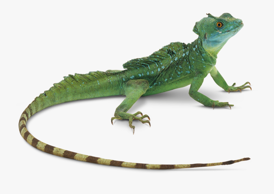 Transparent Gecko Big Eyes - Lizard Png, Transparent Clipart