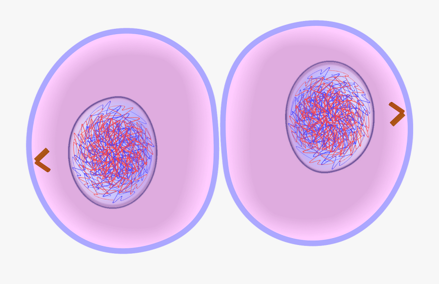 Cytokinesis Drawing Meiosis Ii Transparent Png Clipart - Cytokinesis Cell, Transparent Clipart