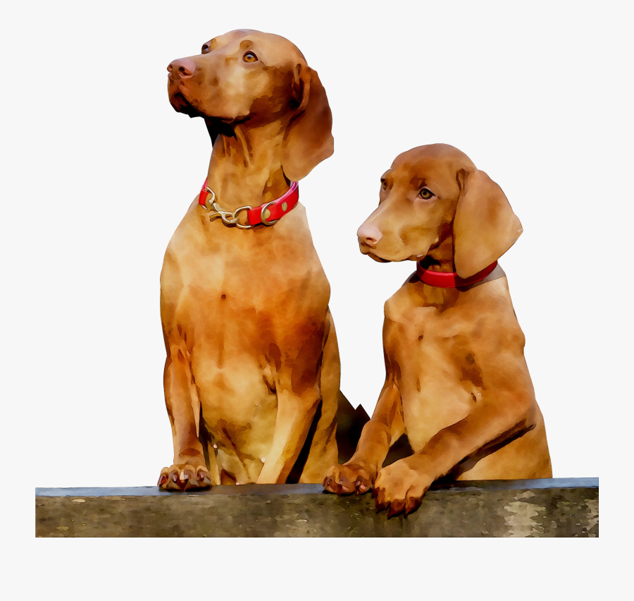 Pointing Breed Gun Dog Vizsla Companion Clipart - Two Dogs Transparent Background, Transparent Clipart
