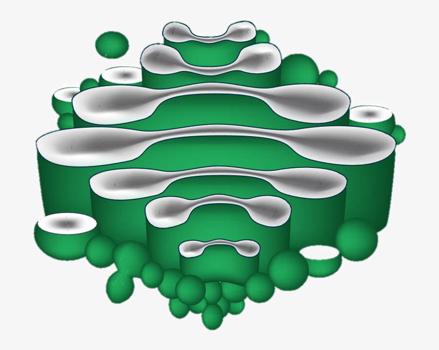 комплект гольджи строение. комплекс гольджи зеленый. цистерны аппарата гольджи. стопка плоских цистерн. гранулярная эндоплазматическая сеть обеспечивает.