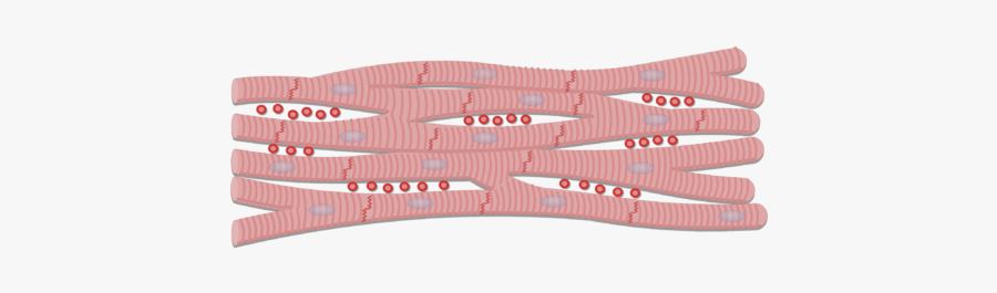Muscle Clipart Muscle Cell - Intercalated Disc, Transparent Clipart