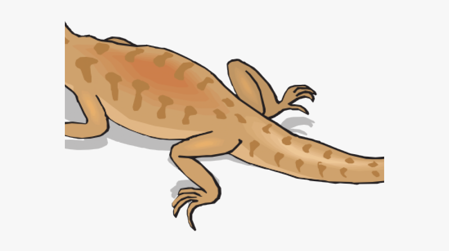 Gecko Free On Dumielauxepices - Kangaroo Conservation Center, Transparent Clipart