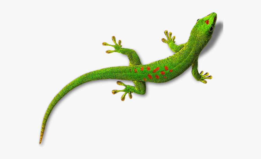 Gecko Png, Transparent Clipart