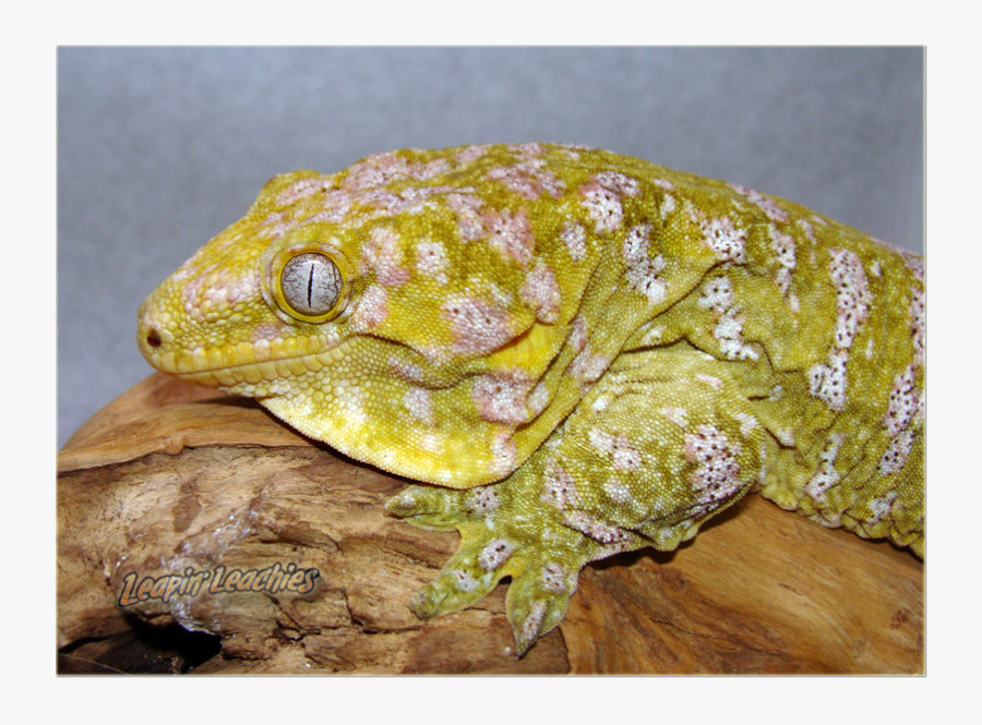 Clip Art Pin By Greg Cooper - Leachie Gecko, Transparent Clipart