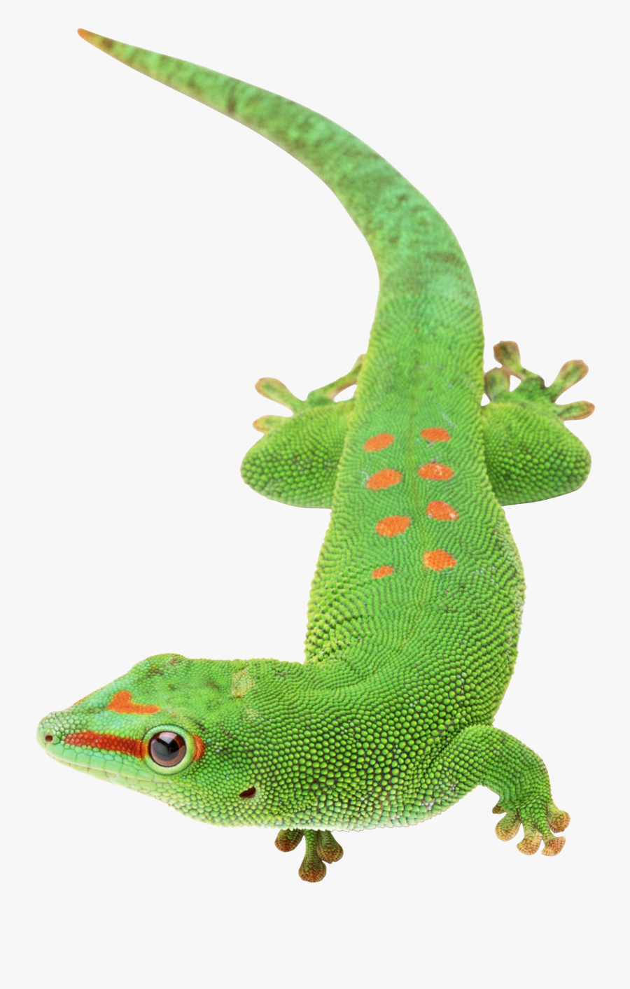 Lizard Png Images Free Download - Gecko Transparent Background, Transparent Clipart